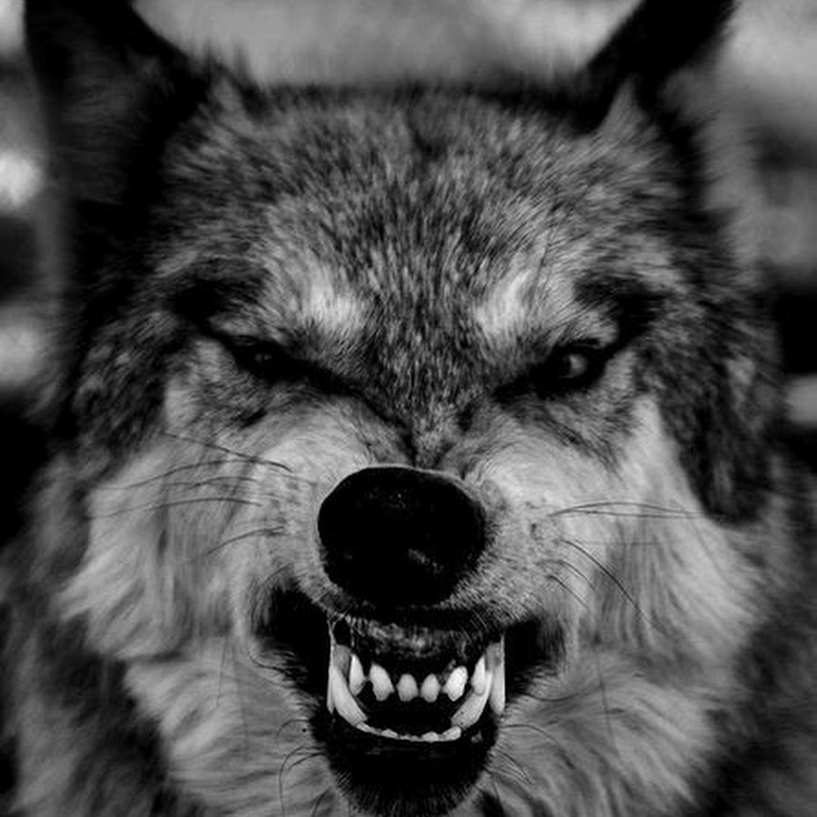 Волк рычит