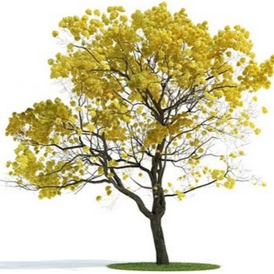 Желтое дерево на прозрачном фоне