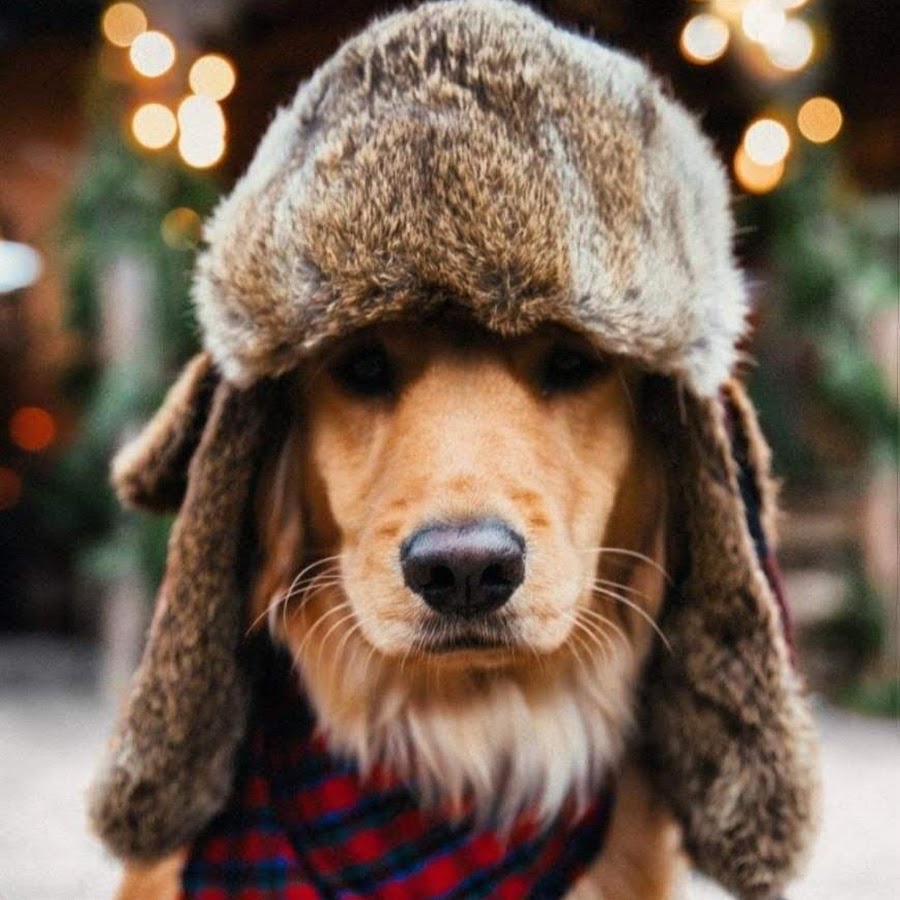Собака в шапке ушанке улыбается