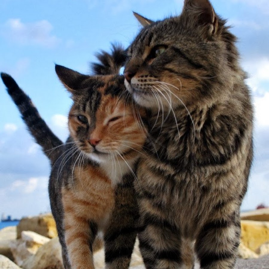 фото котиков пары