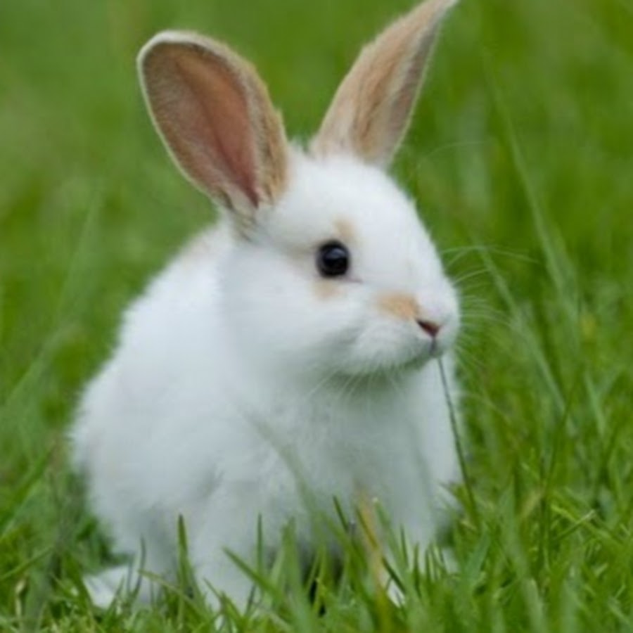 Белый кролик картинки