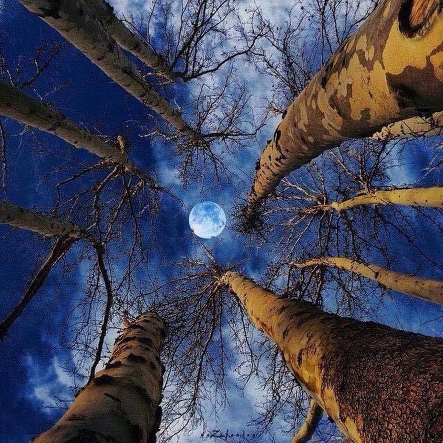 Звездное небо сквозь деревья