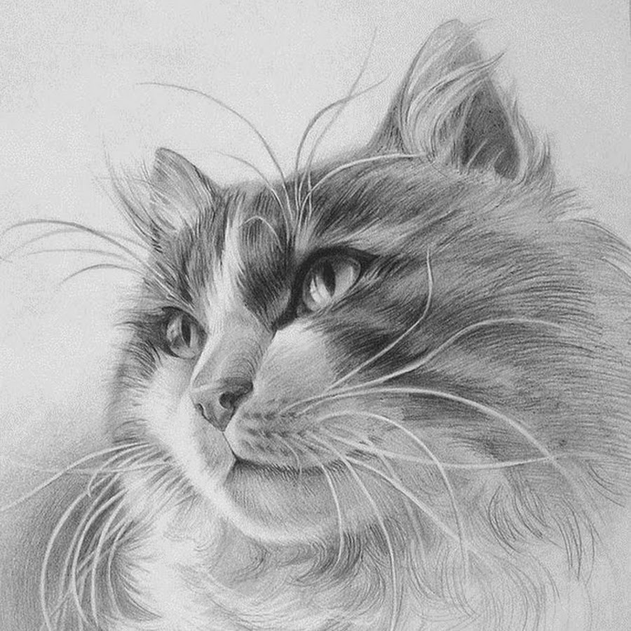 Кошка рисунок карандашом