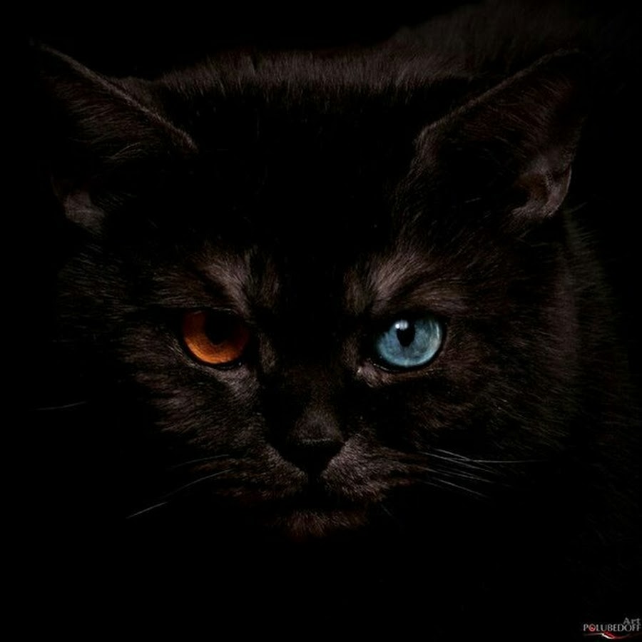 Черный кот с разноцветными глазами