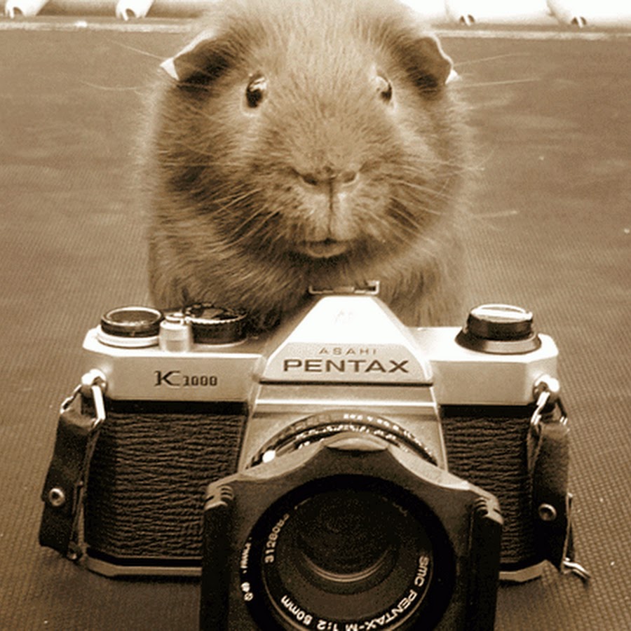 Мышка с фотоаппаратом