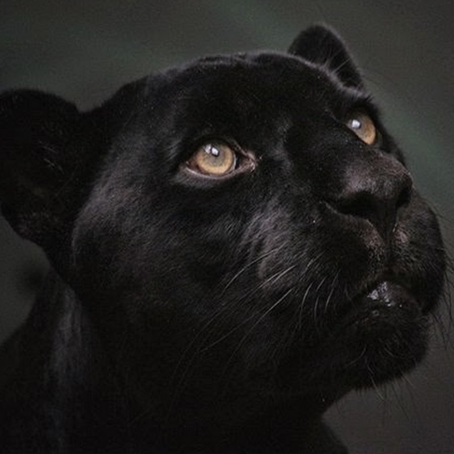 Черная пантера фото на аву