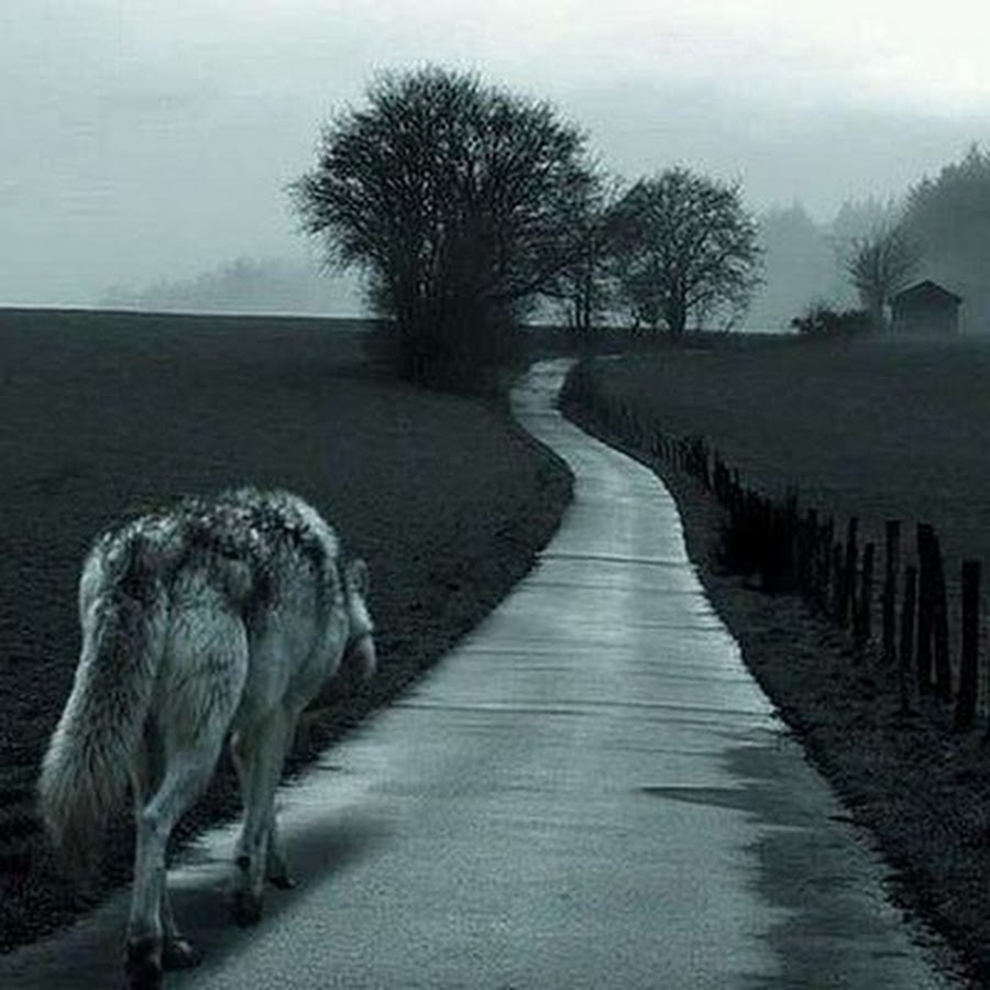 Одинокий волк уходит