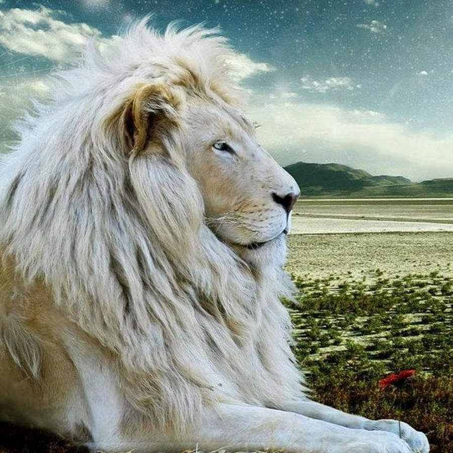 Красивый белый Лев