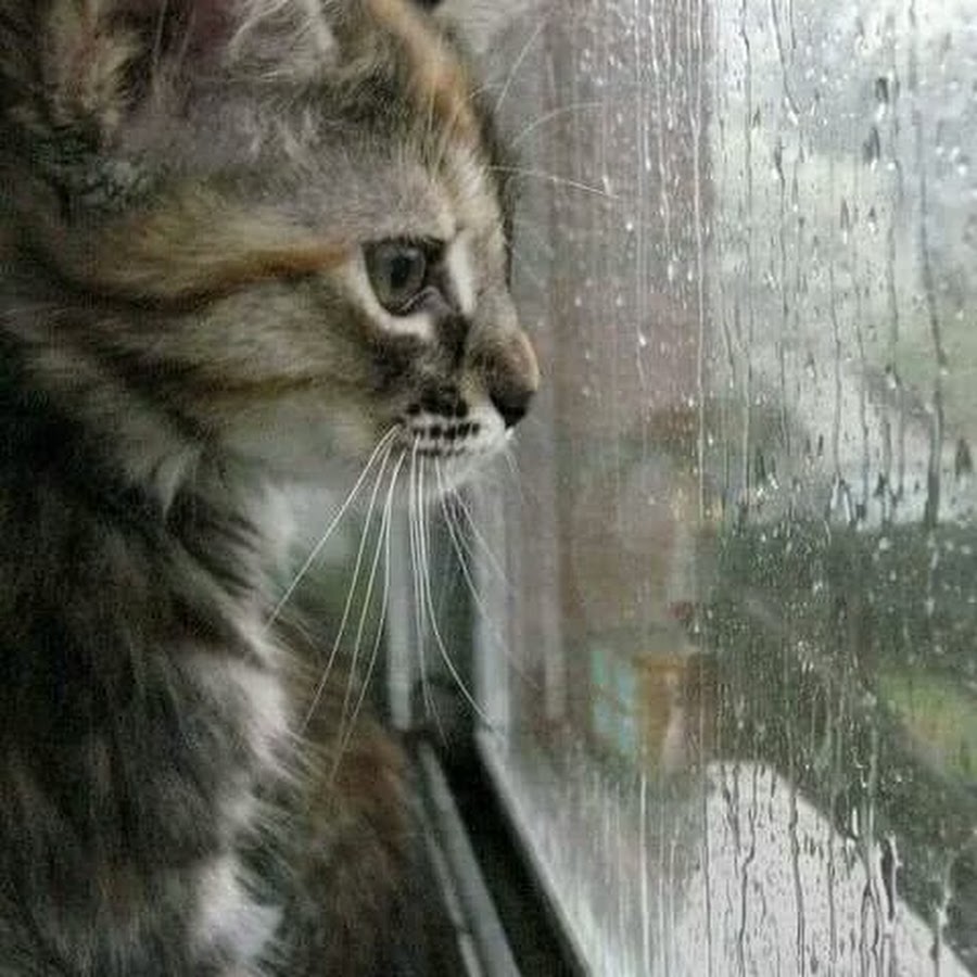 Кот и дождик