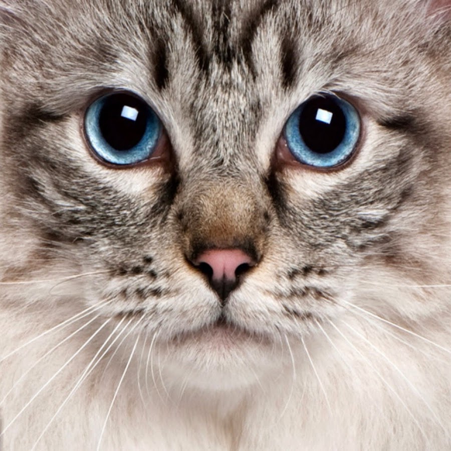 Алтайская порода кошек голубоглазая