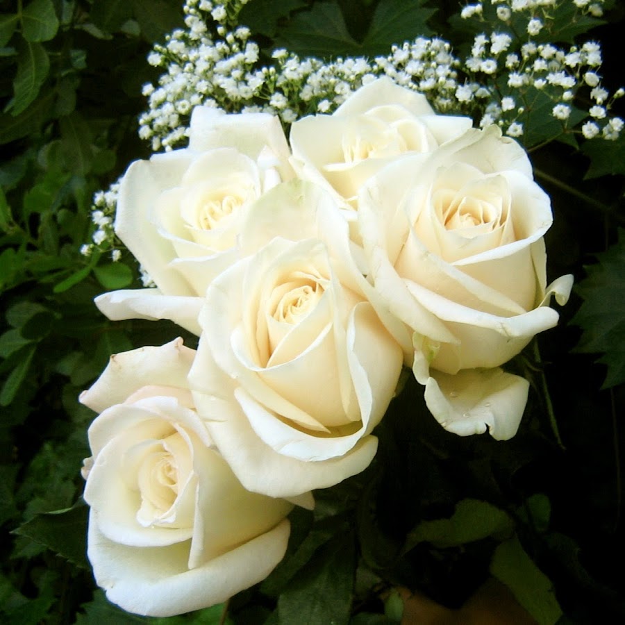 фото цветов белые розы красивые