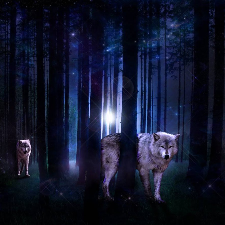 Ночь волков читать. Волк в ночи. Волк в ночном лесу. Ночной лес. Животные ночью.