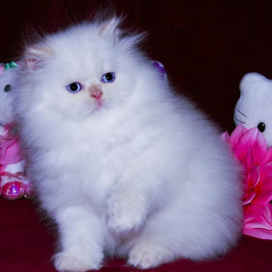 Белая Персидская вислоухая кошка