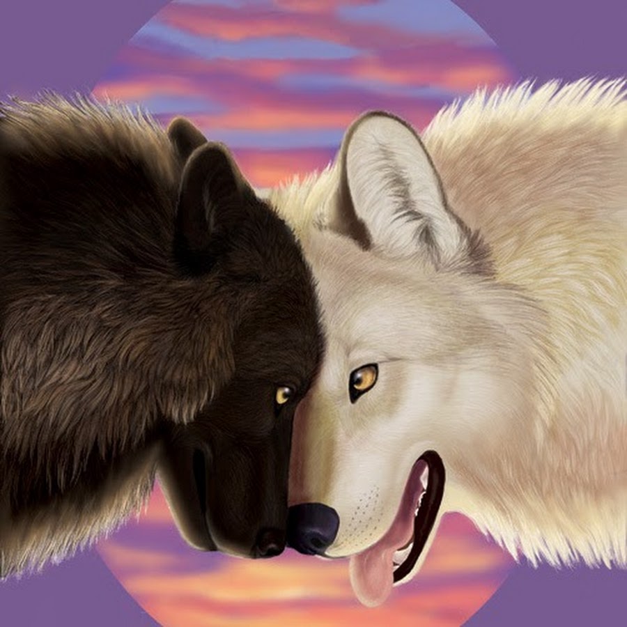 Картинки два волка белый и чёрный