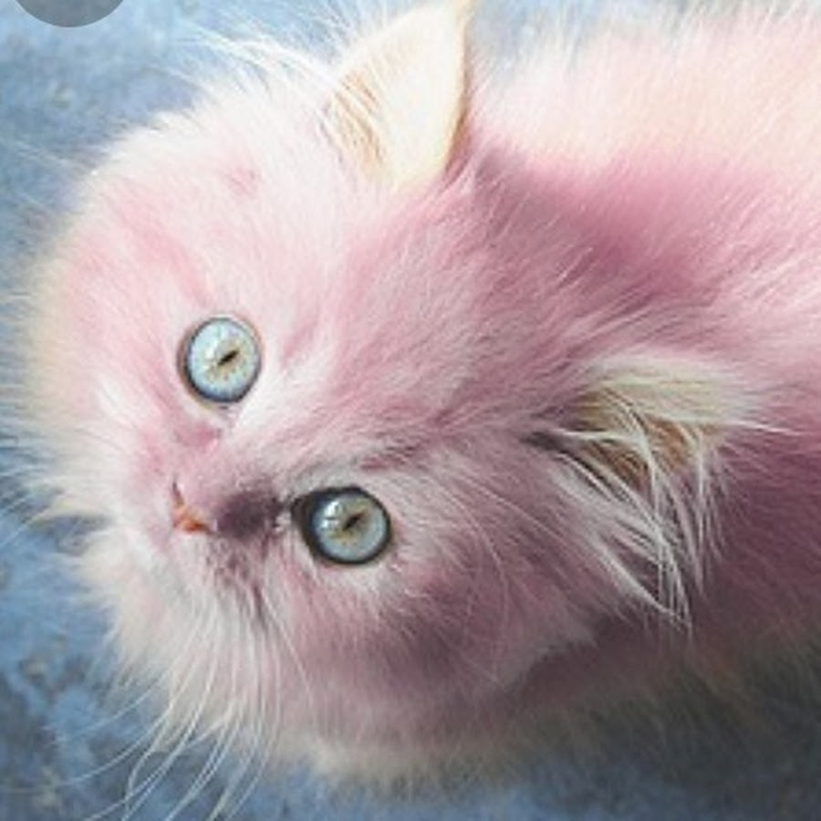 Кошка розовая глаза. Розовый котенок. Розовая кошка. Кошка с розовой шерстью. Рошовый кот.