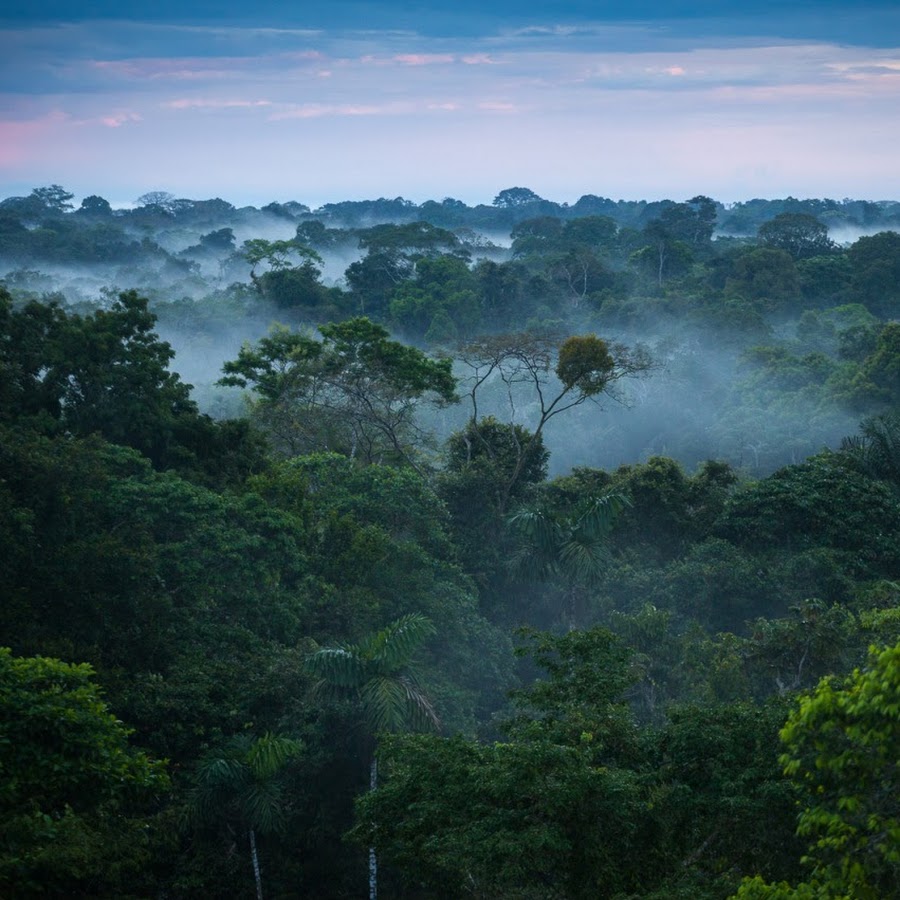 Бразилия джунгли амазонки