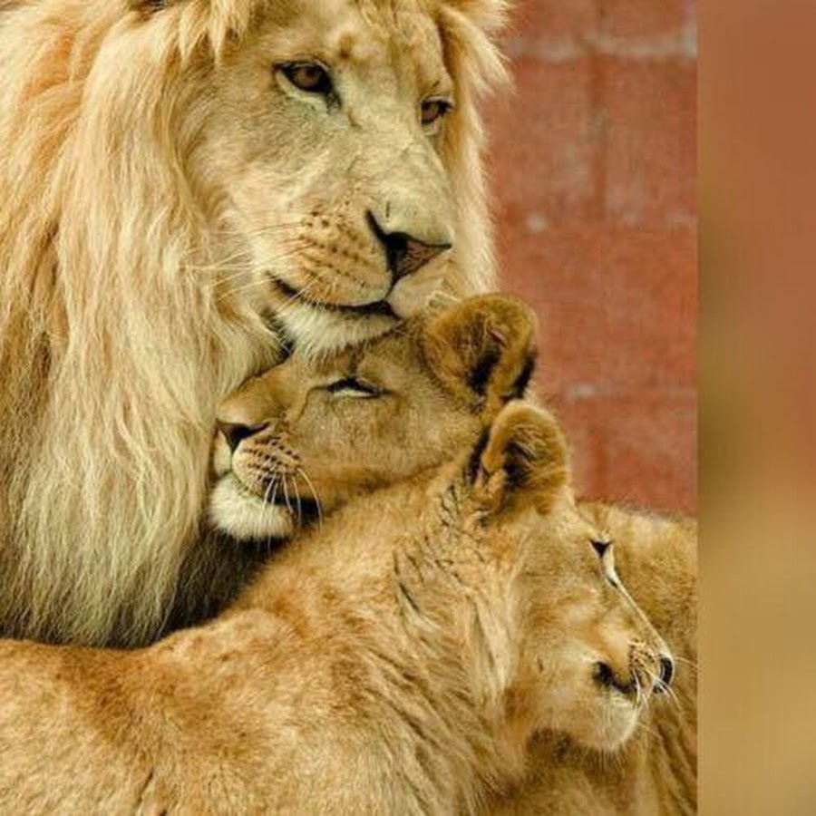 Лев и львица любовь фото с надписями