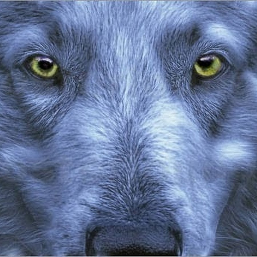 Волк взгляд портрет