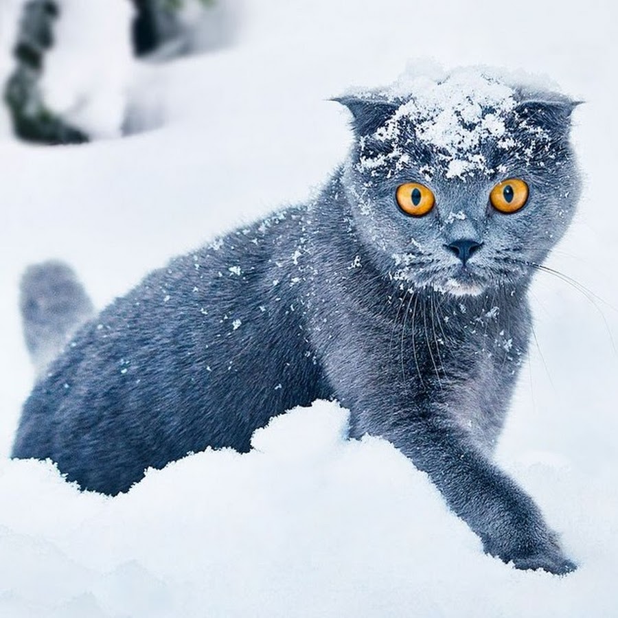 Британский кот в снегу
