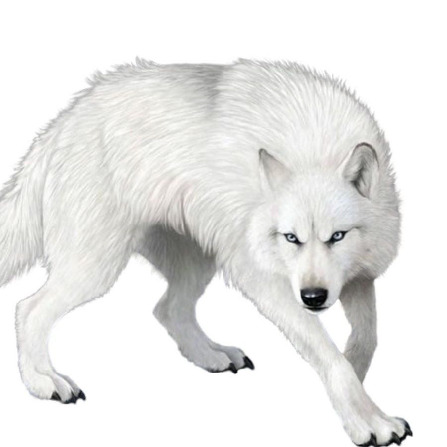 Полярный волк на белом фоне