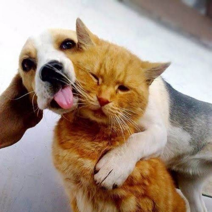 Котик с собакой обнимаются