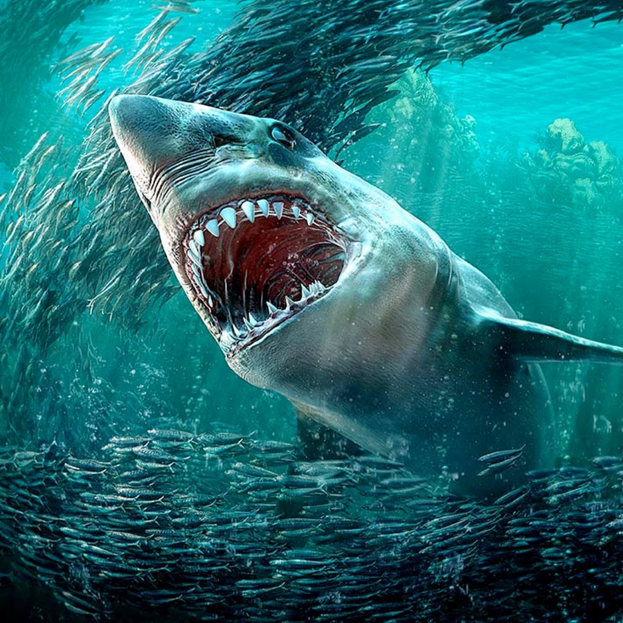 Про акул воды. Акула монстр МЕГАЛОДОН жив 2013. МЕГАЛОДОН 3. МЕГАЛОДОН 2. МЕГАЛОДОН 2004.