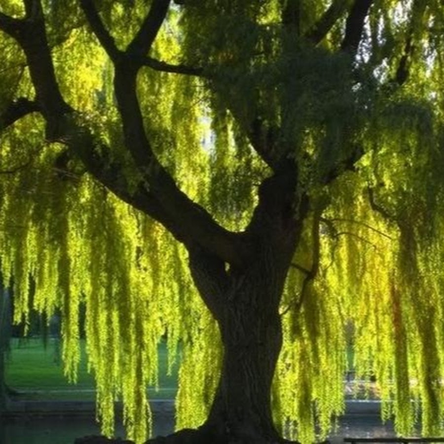 Willow tree. Ива Верба дерево. Верба дерево зеленое. Ивушка дерево. Ивушки и Ивушки деревца зеленые.