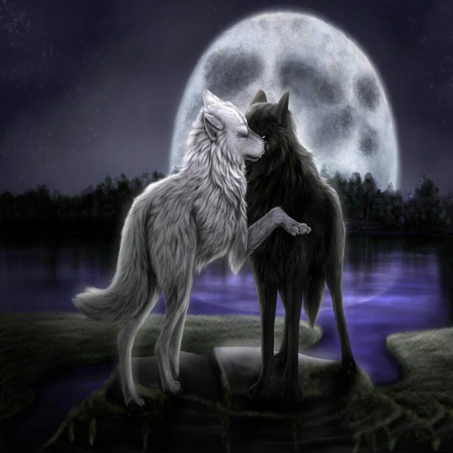 Волк обнимает волчицу