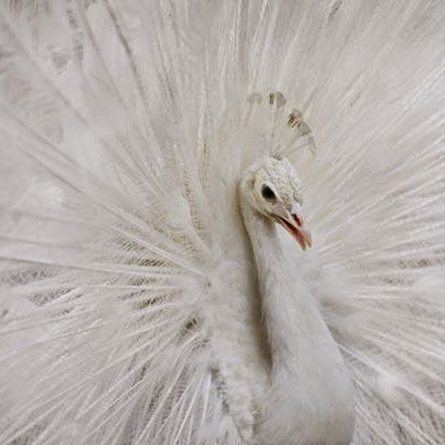 Как выглядит птица альбинос фото