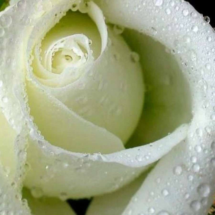 Белая роза с капельками