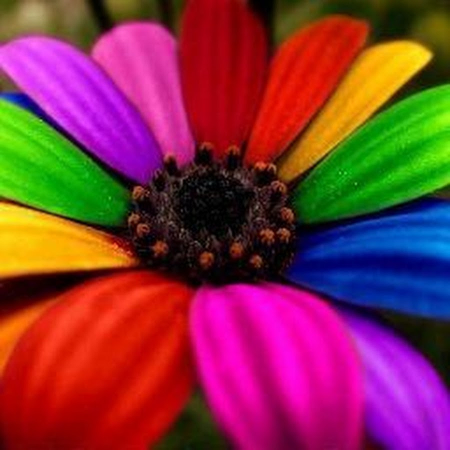 Цветок с лепестками всех цветов радуги