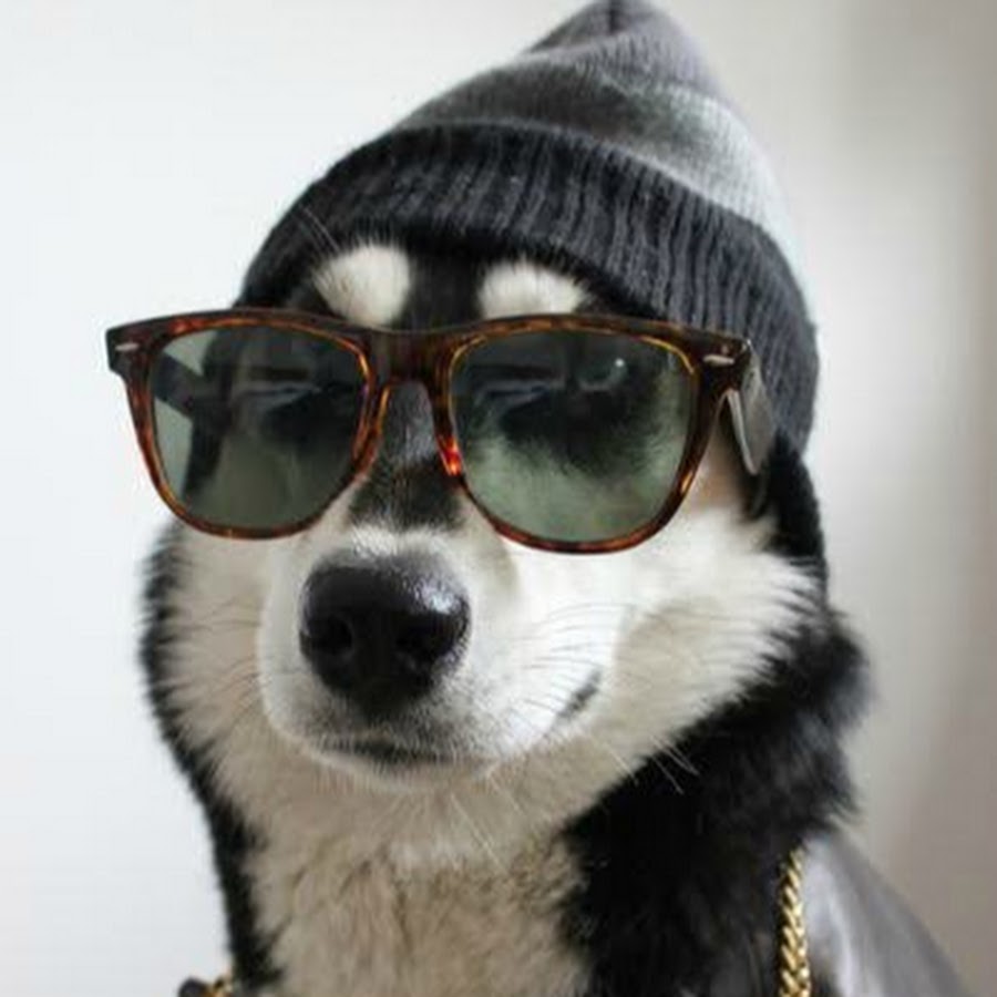 Собака в солнцезащитных очках