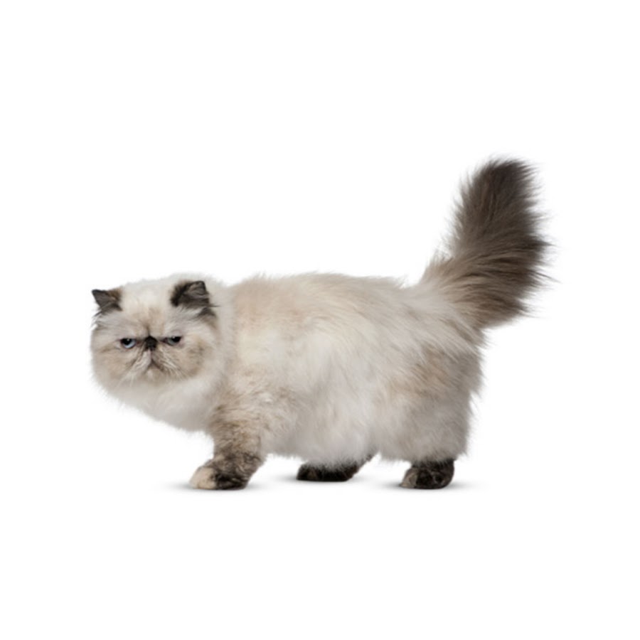 Кот перс на белом фоне