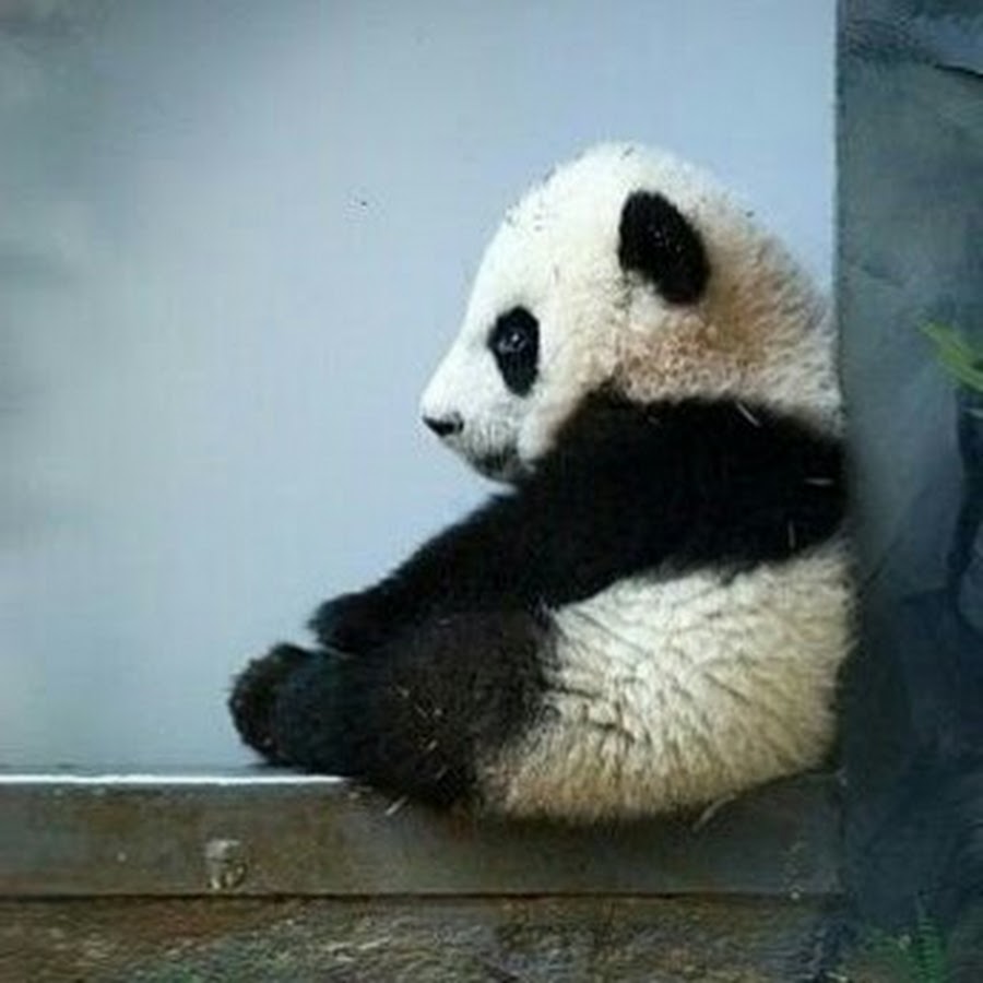 грустная панда картинки