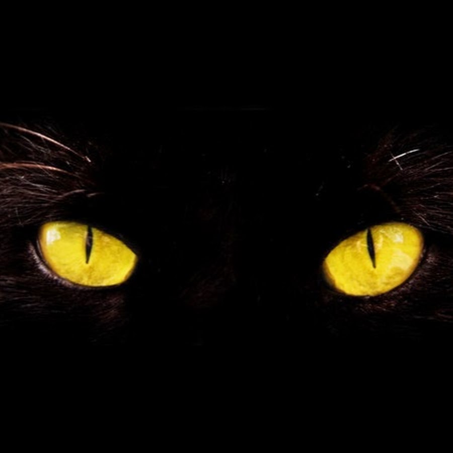 фанфик желтые глаза в темноте леса премьер фото 106