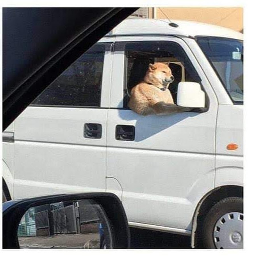 Собака в машине Мем