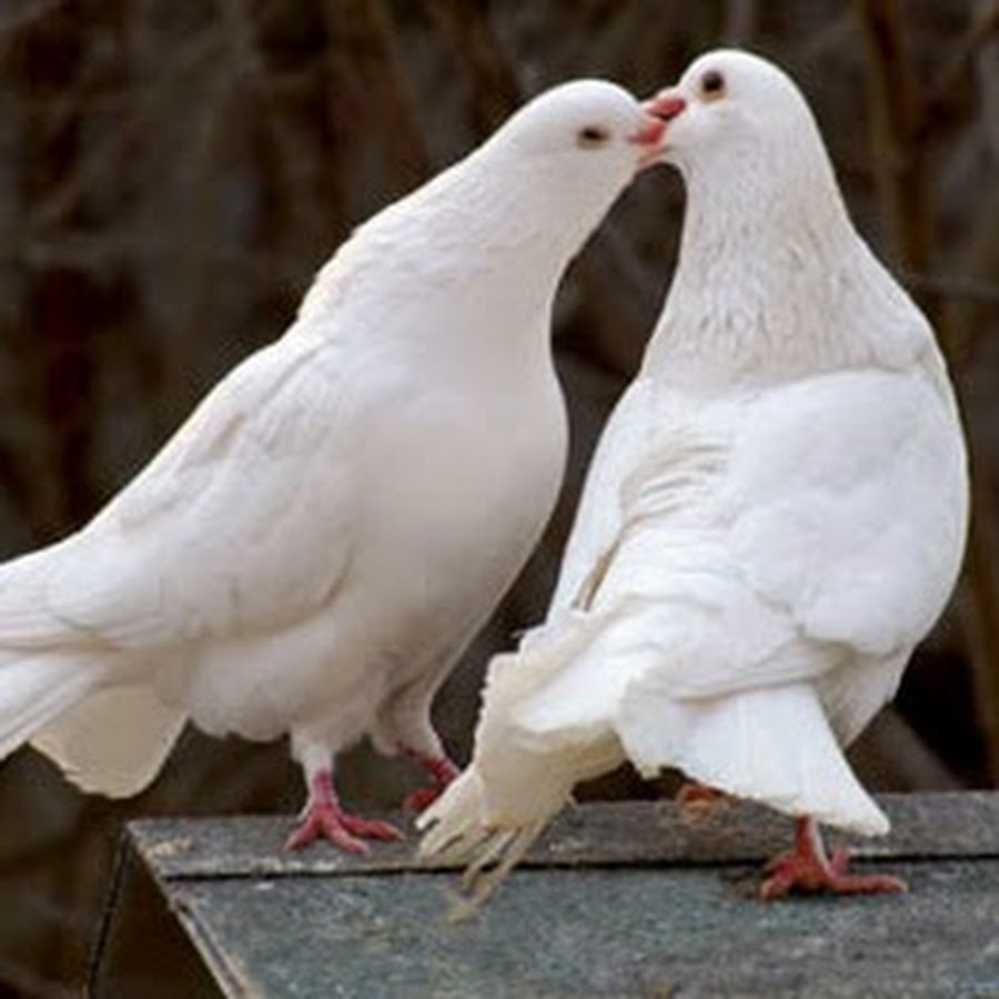 Тише люди ради Бога тише голуби