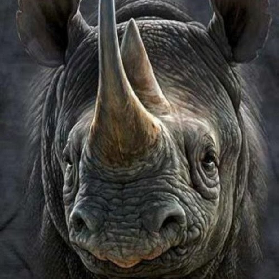 Носорог морда