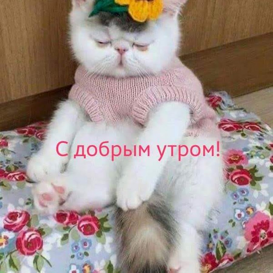 Выспались доброе утро