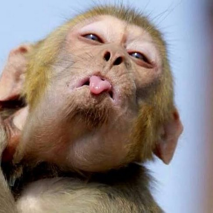 губы обезьяны фото