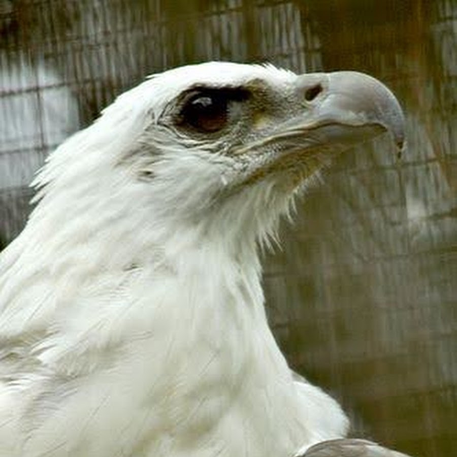 White eagle. Белый Орел альбинос. Беркут альбинос. Белоголовый Орлан альбинос. Альбинос Орел птица.