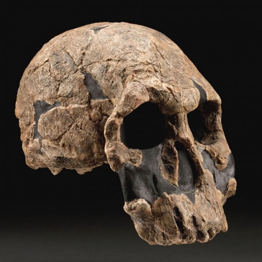 Homo rudolfensis. Австралопитек рудольфский,. Хомо рудольфенсис череп.