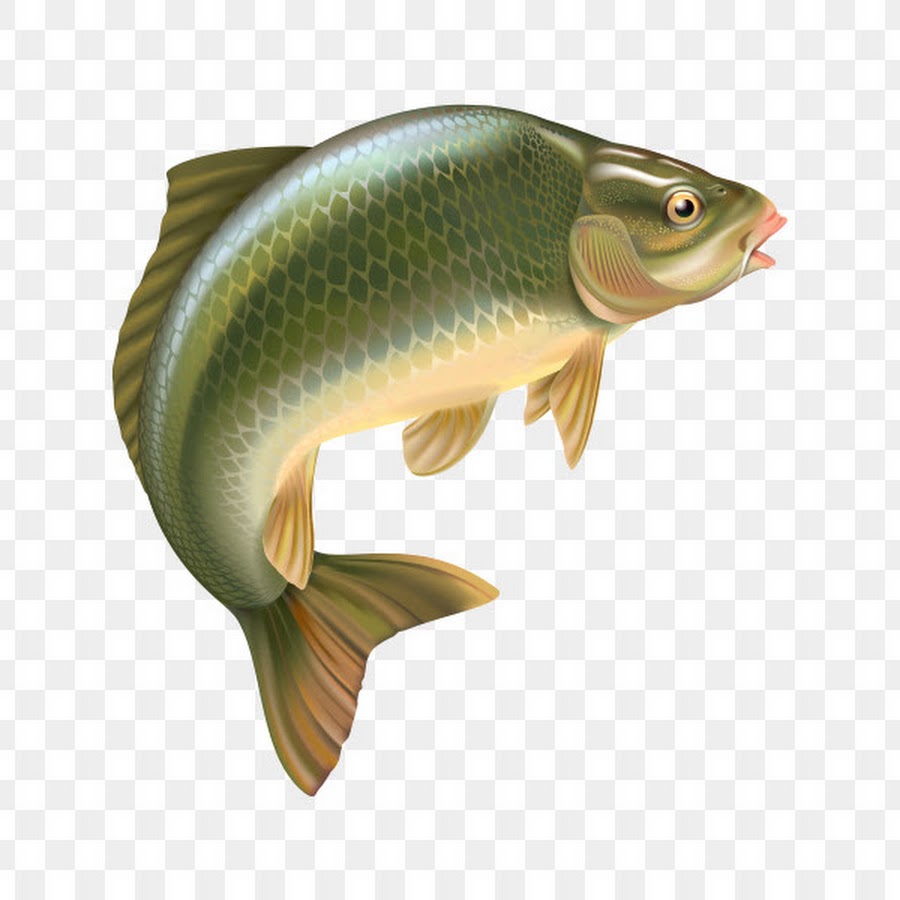 Речная рыба на белом фоне