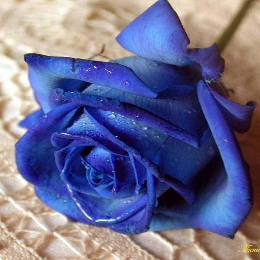 Картинки с днём рождения Леночка голубые розы