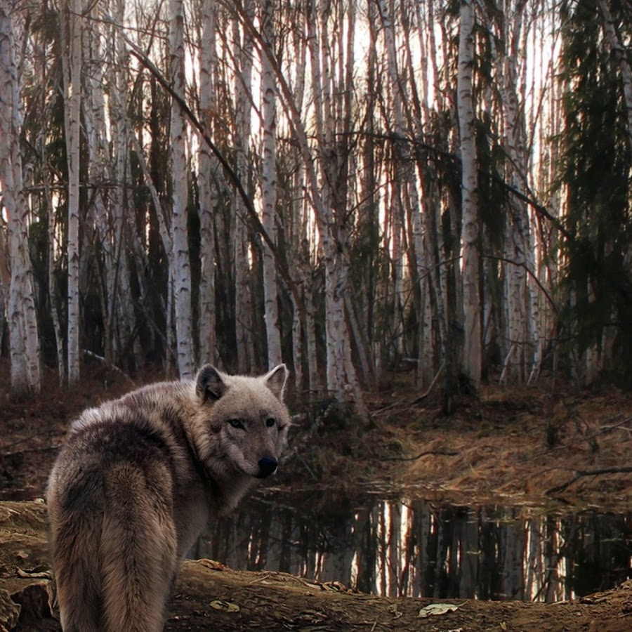 Волк в берёзовом лесу
