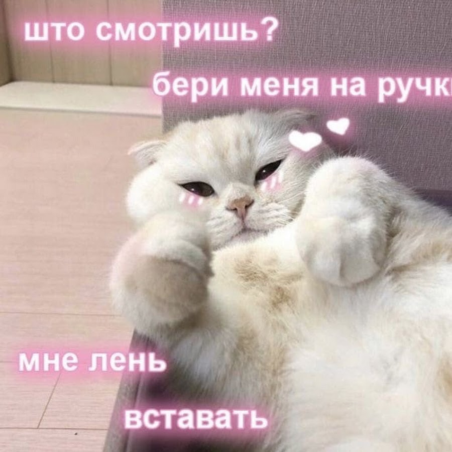 Котики с милыми словами