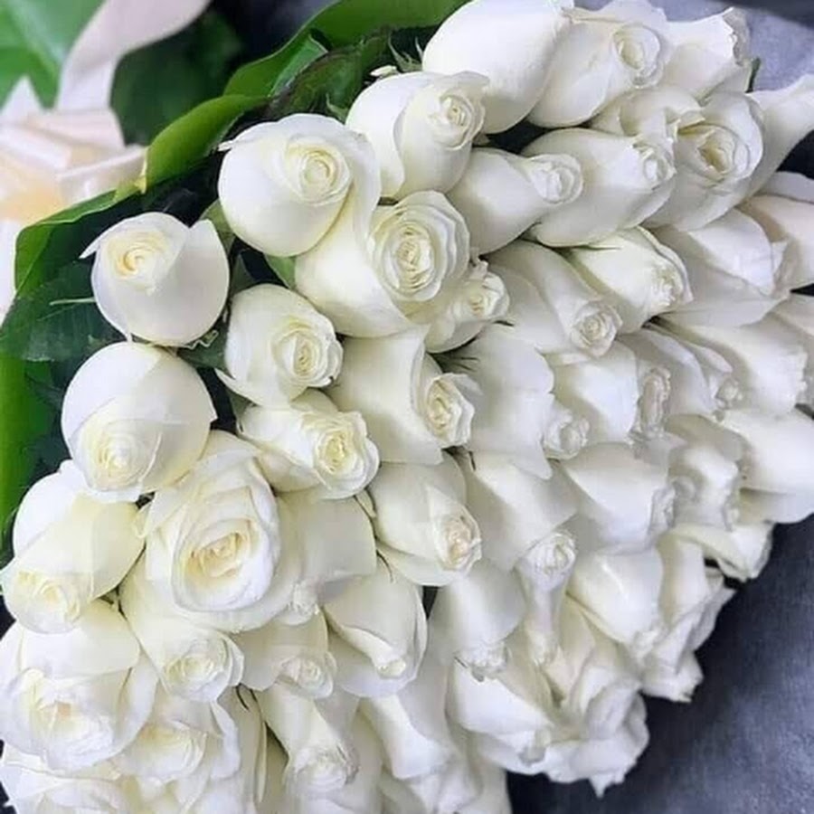 белые розы букет фото реальное