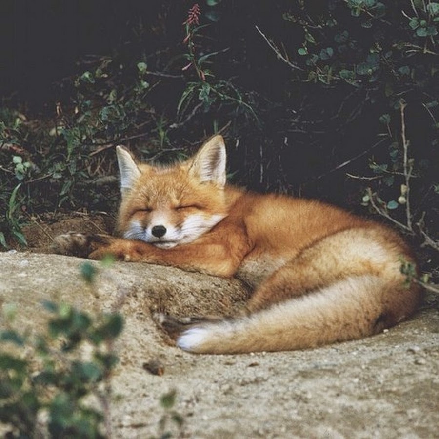 Рыжая лиса во сне. Спящие лисы.