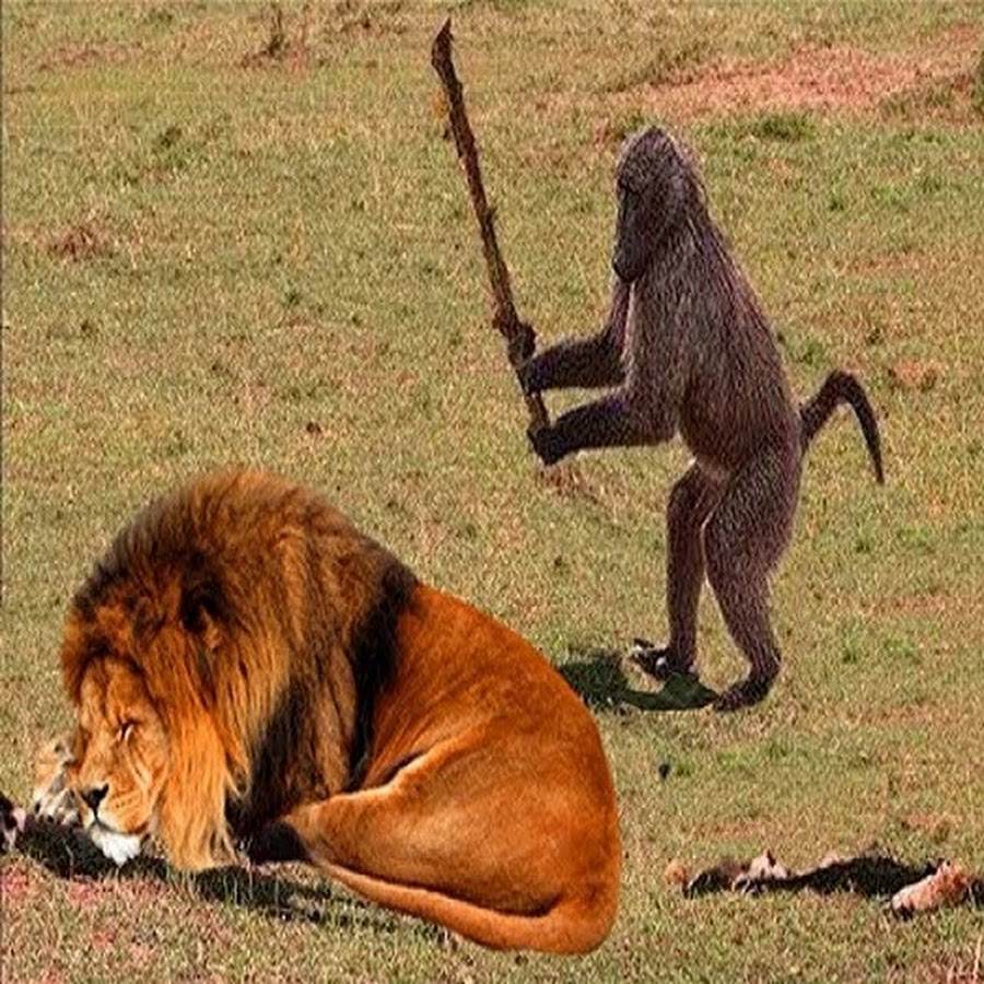 Лев и обезьяна