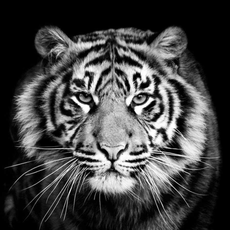 Мордочка тигра чёрно-белая